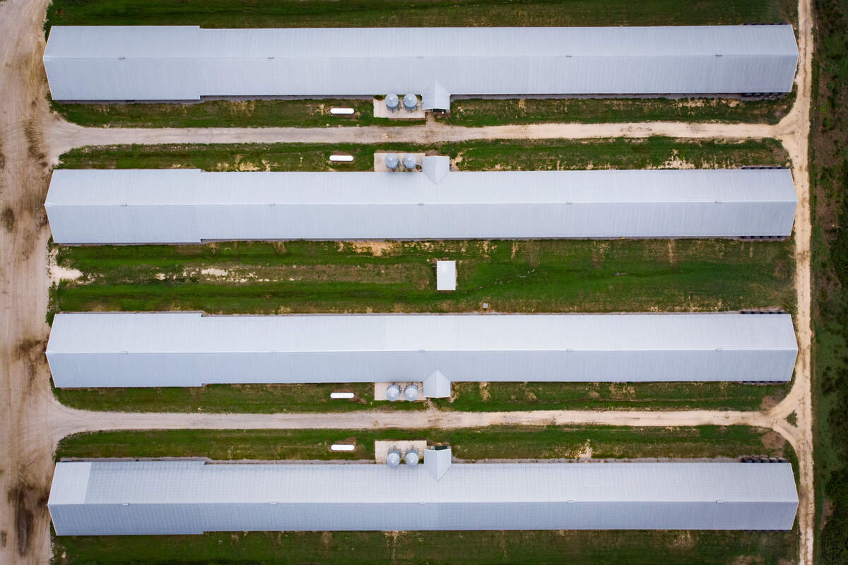 Poultry barns sit off of Jarman Road in Anson County, N.C. They’re often in groups of four, eight or more.