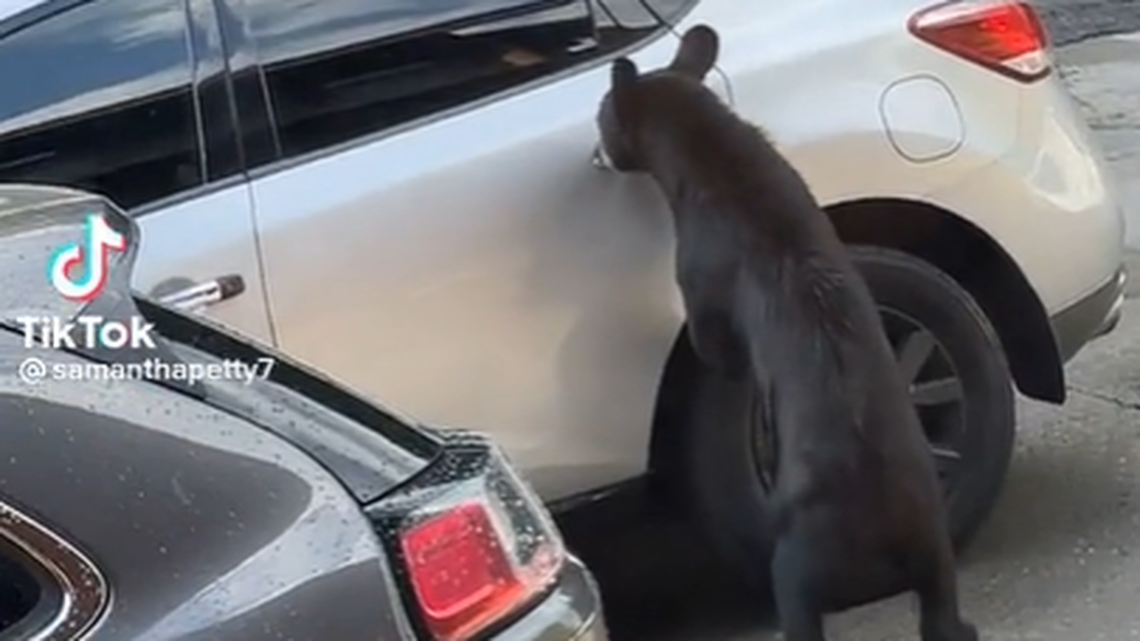 The woman shakily recorded the interaction and shared it on TikTok.