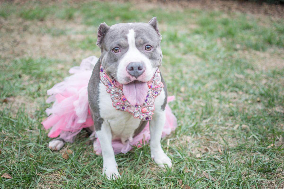 This 5-year-old pit bull terrier is at CMPD Animal Care and Control.