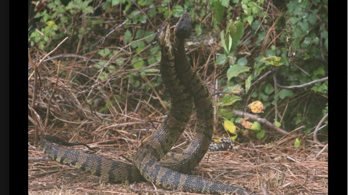 These Cottonmouths were performing a courtship dance behind the Outer Banks Center for Wildlife Education.