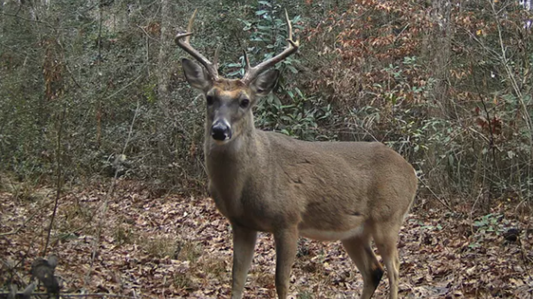 Search underway for a poacher in Great Smoky Mountains National Park, NPS says