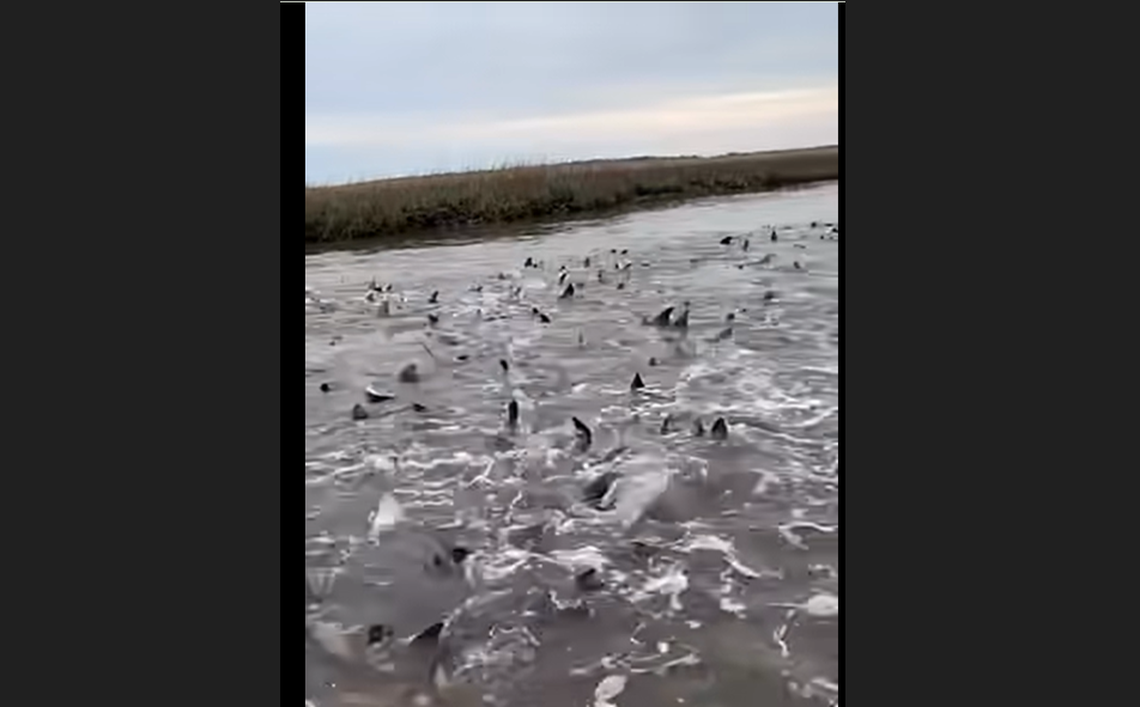A Carolina Fly Guy Fishing Charters boat set out for crabs and in southeastern North Carolina and ended up surrounded by stingrays in a marsh, Hannah Victoria Davisson says.