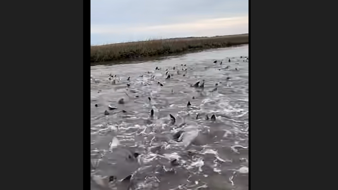 Video shows sea creatures churned the water around fishing boat in NC creek