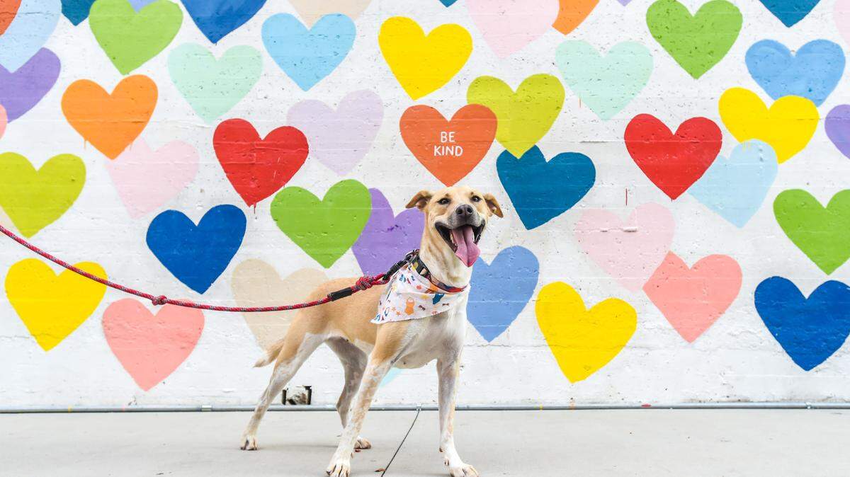 The Forever Homes Co. Virtual Pet Pop-up is online Oct. 9.