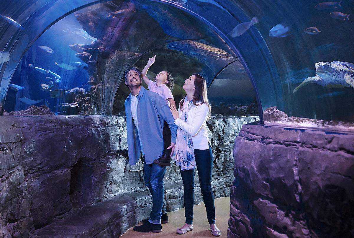 Explore ocean creatures at SEA LIFE in Concord.