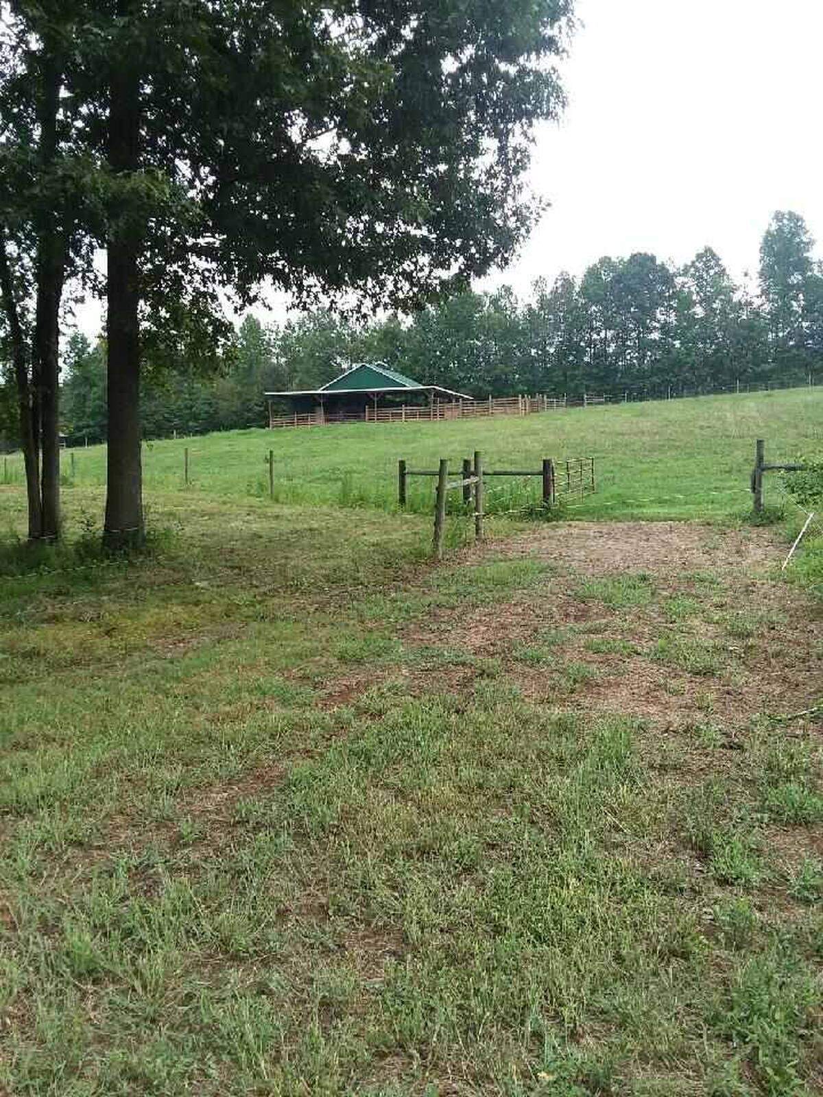 Four pregnant Black Angus cows were fatally shot on July 28, 2020, on land owned by John Isley.