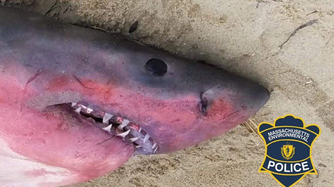 A Massachusetts Environmental Police Officer tweeted out this photo of the shark found at Truro on Cape Cod.