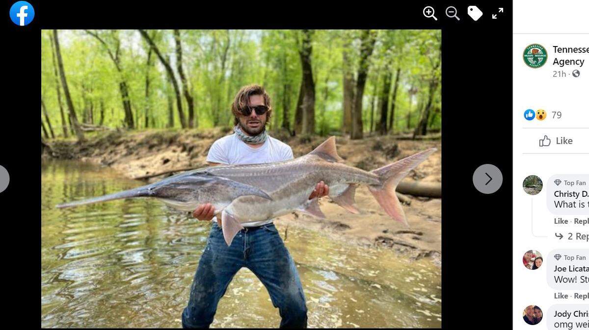 Two fishermen reeled in a prehistoric American paddlefish on a river in Tennessee, officials say.