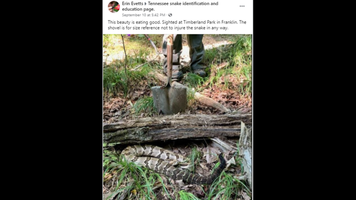 This timber rattlesnake seen in Tennessee is getting attention on social media for being a bit on the plump side.