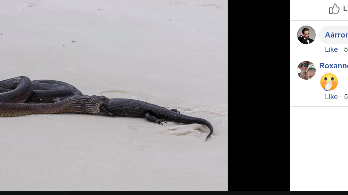 Holly King captured this fight on an Australian beach over the weekend and posted the photos on Facebook. Facebook screenshot