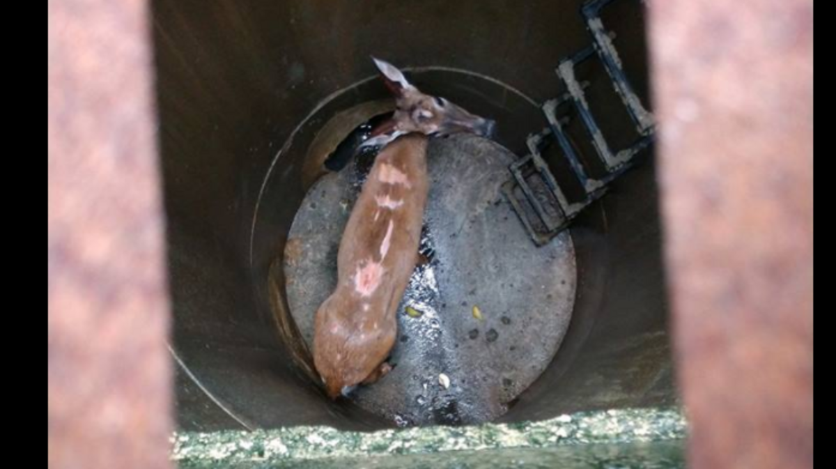 Concord Public Safety posted this photo of the doe trapped in one of the town's storm drains on Friday.
