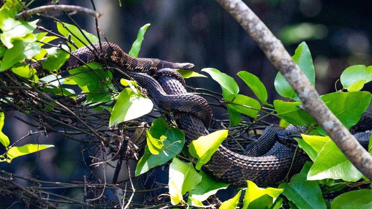 This is a Mating Aggregate, a coming together of male and female Brown water snakes where the males are fighting for mating rights