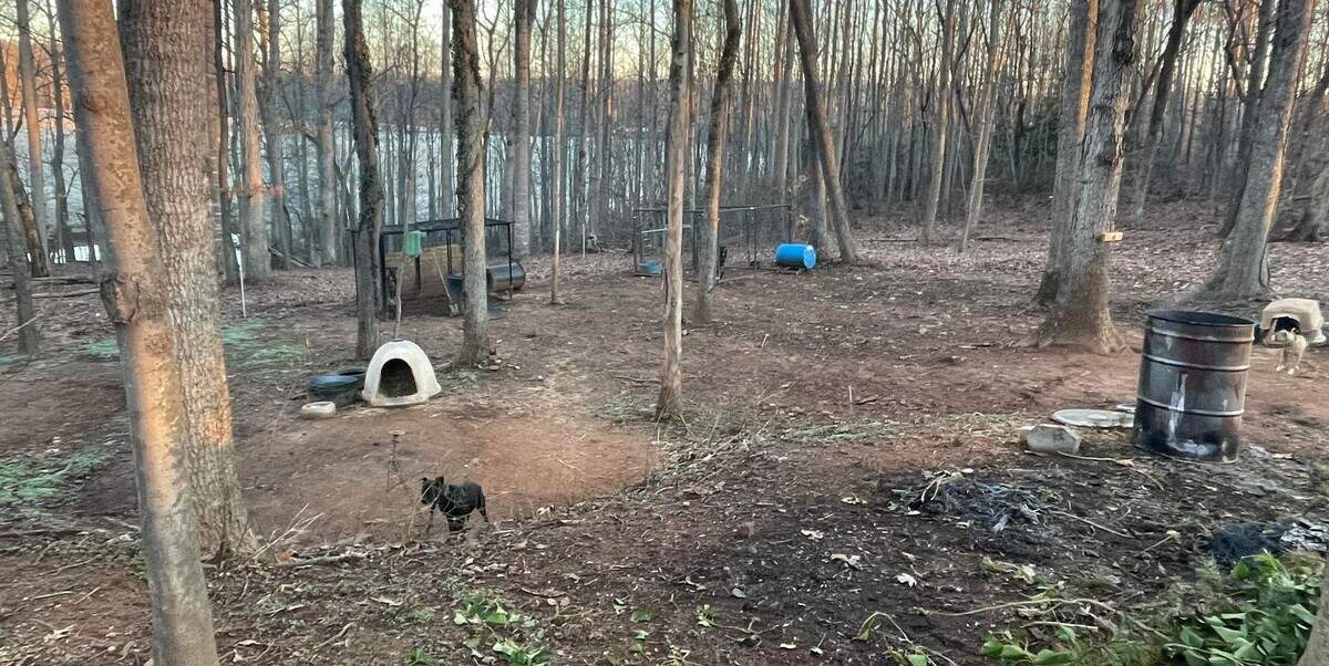 Multi-state dog-fighting ring cracked, NC sheriff says | Charlotte Observer