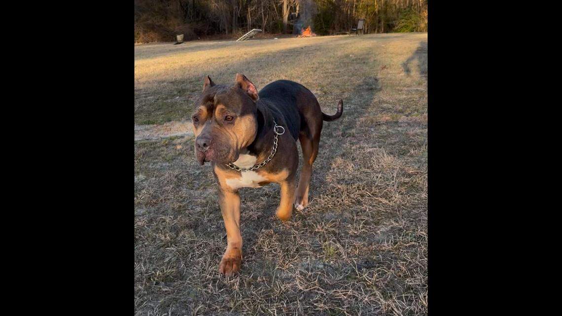 Grace escaped her new owner while the family was visiting a store in Asheboro, trying to buy her a water bowl, police say.