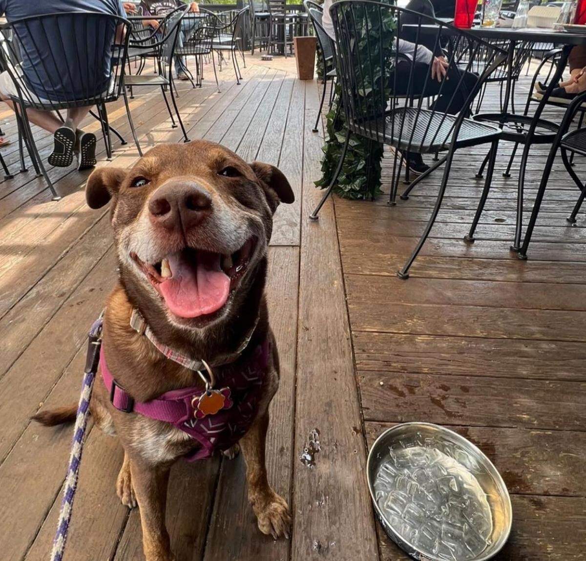 Angry Ale’s welcomes dogs onto its patio.