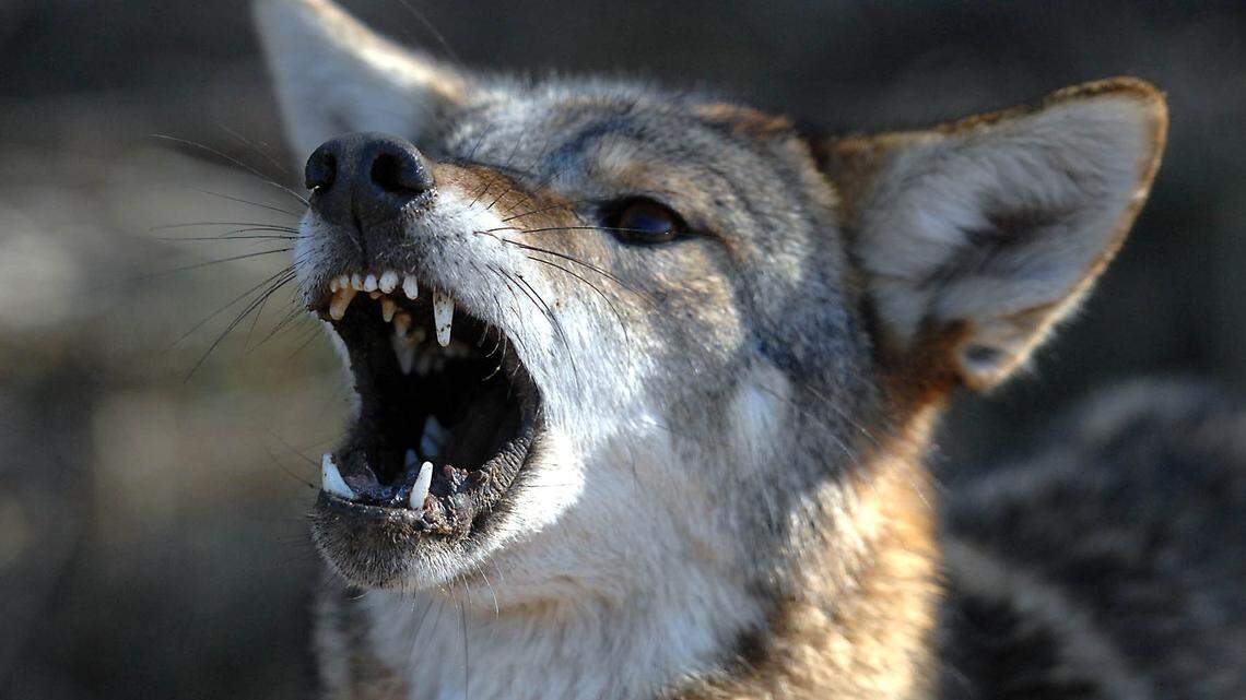 A coyote growls after being caught in a trap in Mount Holly, North Carolina.