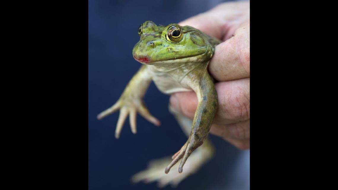 A bullfrog like this one proved to have not one, but two quail chicks in its belly when researchers tracked the birds' radio transmitters.