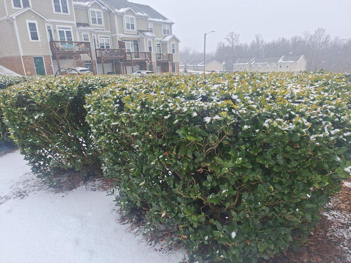 Snow blanketed driveways and greenery in the Sunridge Place development off Brawley School Road in Mooresville on Thursday. 