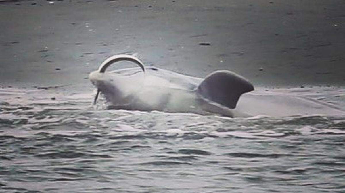 What is this female dolphin eating off the coast of South Carolina? It’s not a snake.