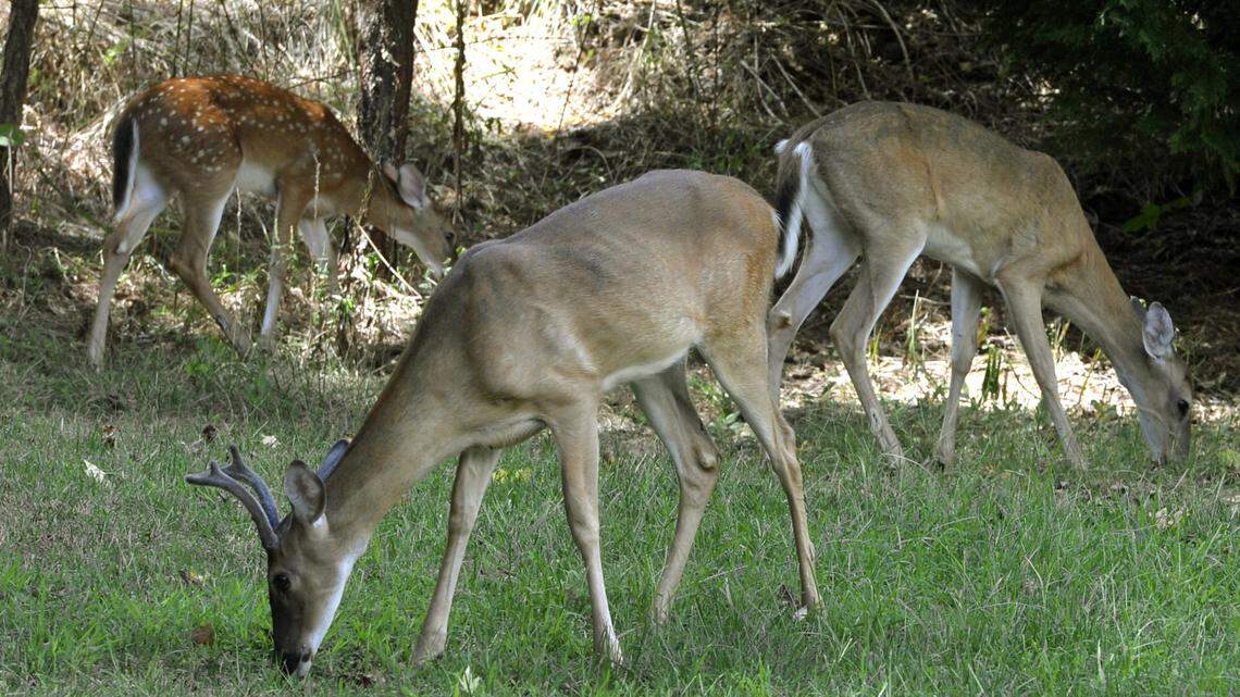Deer in south Charlotte in September 2014.