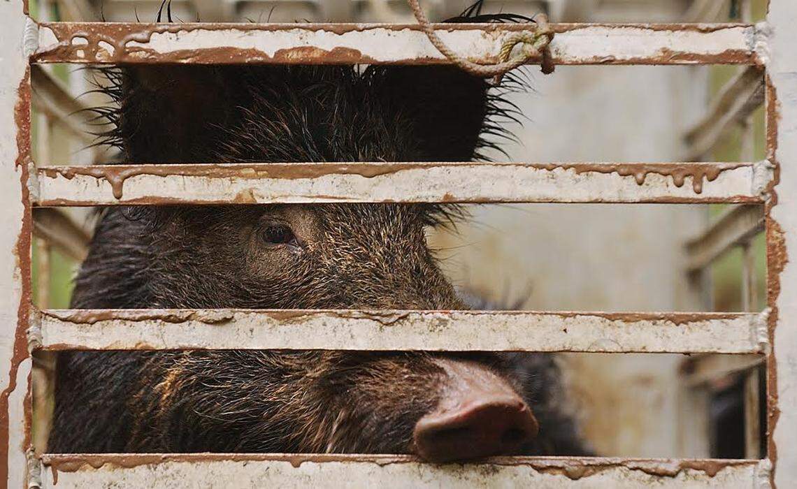 This feral hog was trapped in Great Smoky Mountains National Park in 2004. Three Rivers Land Trust in Salisbury is signing up hunters to shoot hogs on protected land it owns in Davie County.