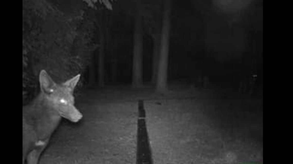This “spooky black coyote” was photographed in an Alamance County cemetery in 2017, according image posted by N.C. Candid Critters. Facebook screenshot.
