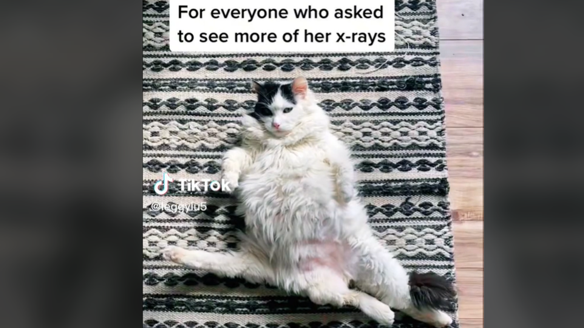 Five legs is “surprisingly the least of her problems,” Leggy Lu’s owner said.