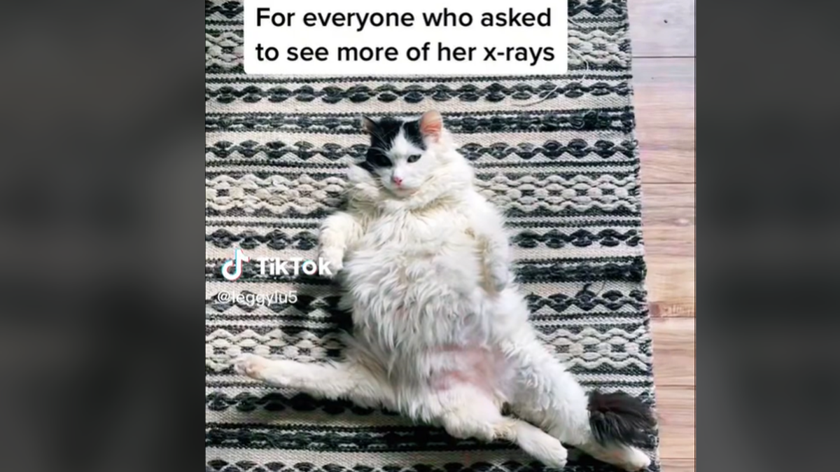 Five legs is “surprisingly the least of her problems,” Leggy Lu’s owner said.