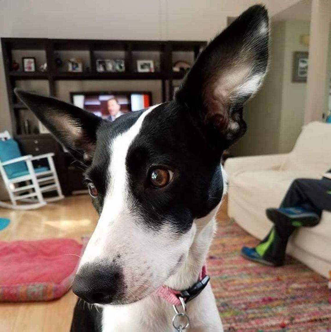 Bailey, believed to be a Border Collie-Whippet mix, was adopted through Friends of Stanly County Animals’ Rescue.