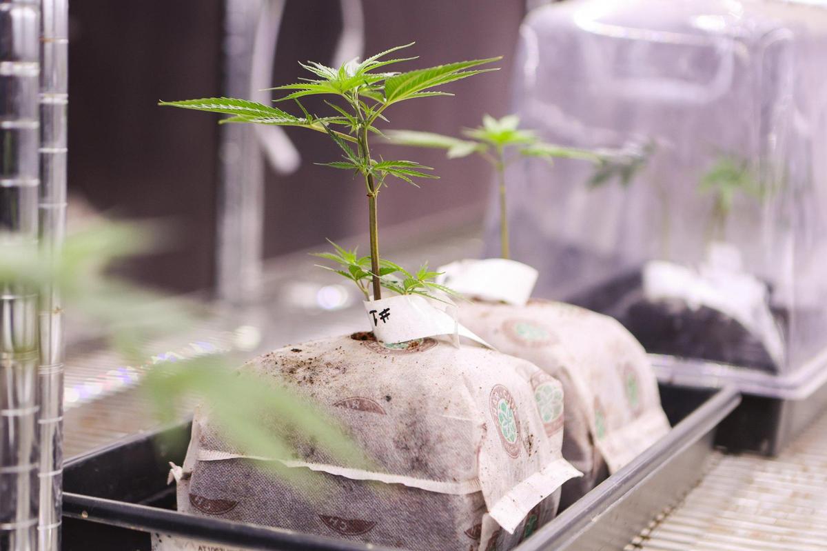“If you want to grow great weed, it starts with genetics,” says James Bradley, who oversees cannabis production on the farm where the Eastern Band of Cherokee Indians is developing medical marijuana.