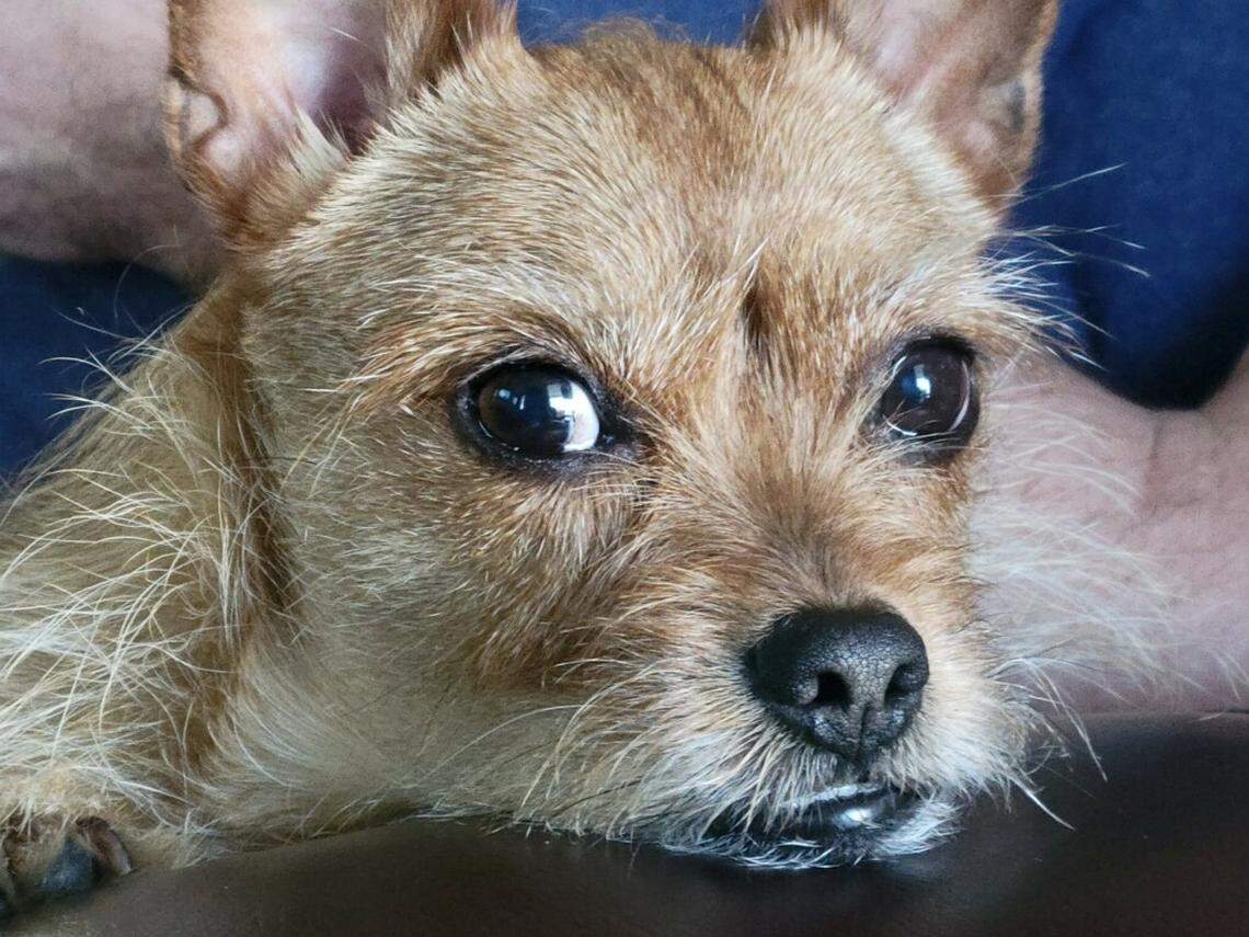 Harry, a Chihuahua-terrier mix, will have a new friend when Oscar arrives at their Union County home.