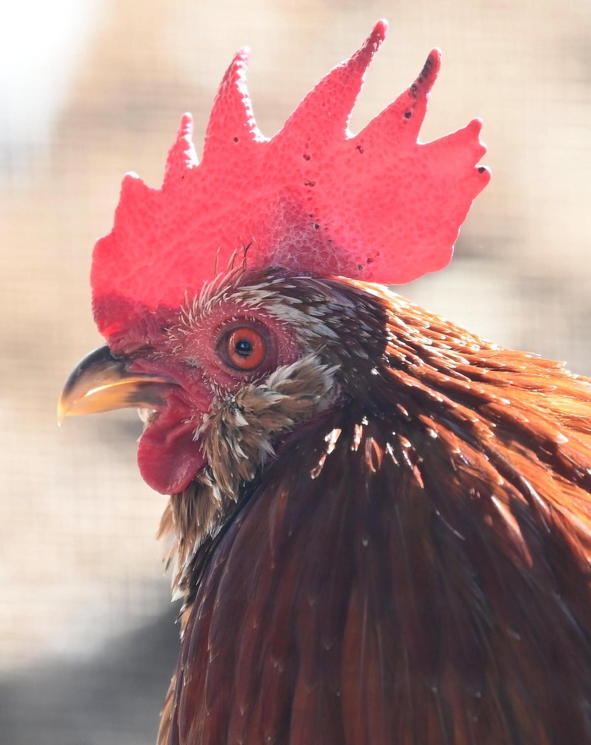 Rusty is a Mille Fleur D U’ccles Rooster among the flock of chickens that Mary Schroeder owns.