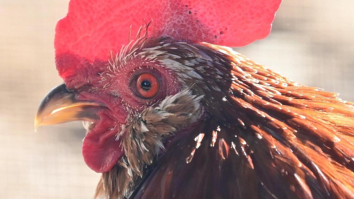 Can you keep chickens or roosters in Charlotte neighborhoods? What the rules say