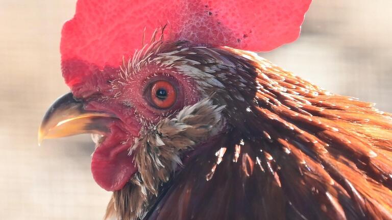 Can you keep chickens or roosters in Charlotte neighborhoods? What the rules say