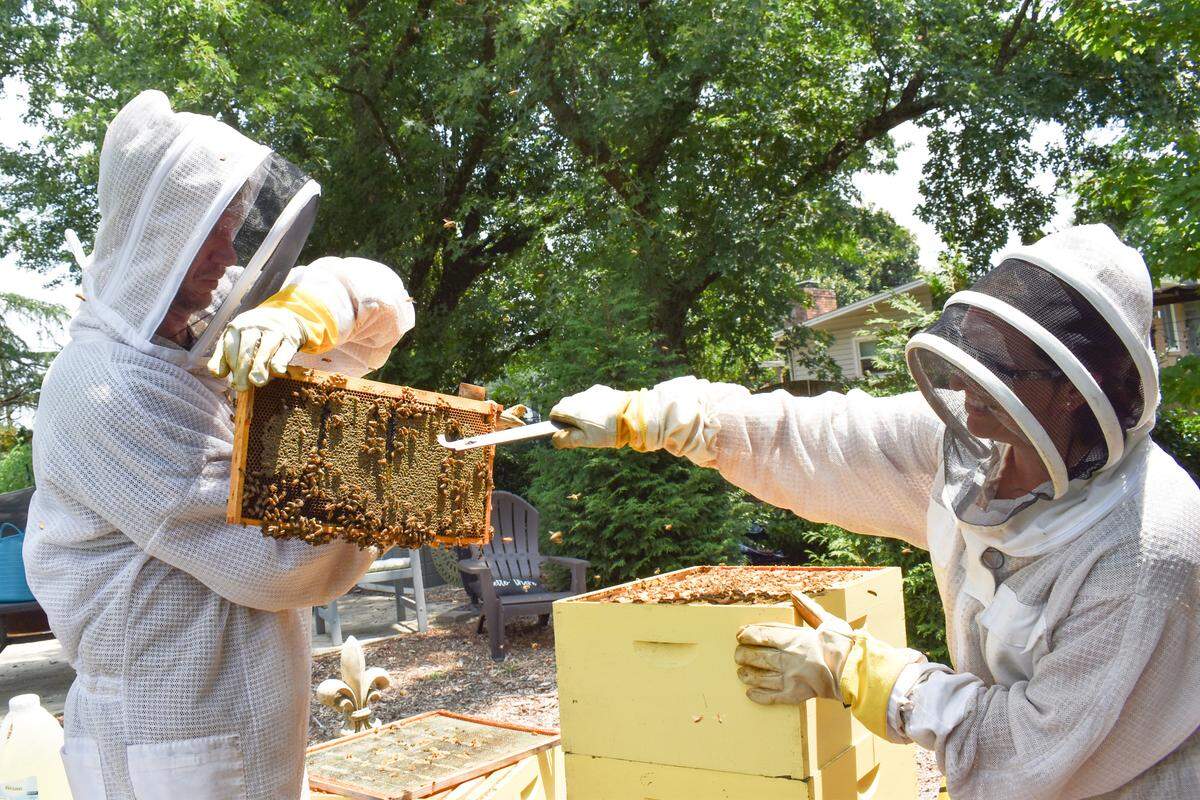 Paul Reid (left) and Dawn Reid (right) lift a section of honeycomb out of the beehives at their home in Matthews on July 26, 2021.