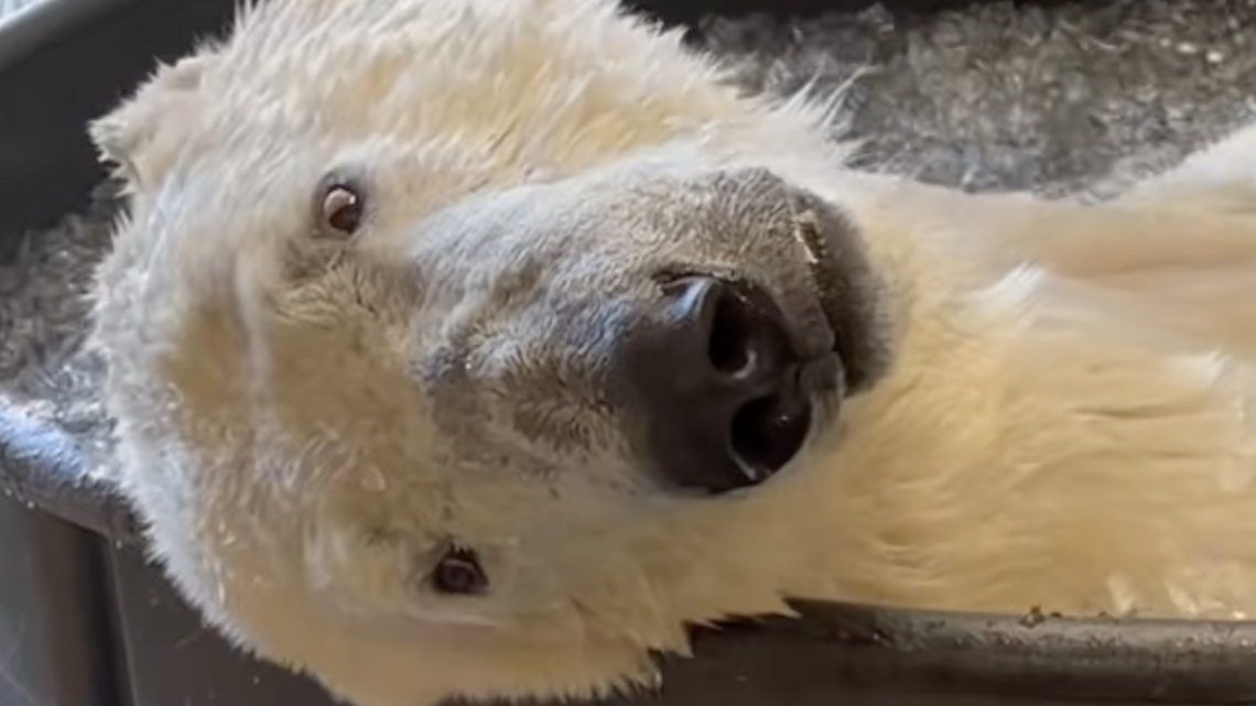 Polar Bear’s Ice Bath TikTok Has Internet Begging to Cuddle