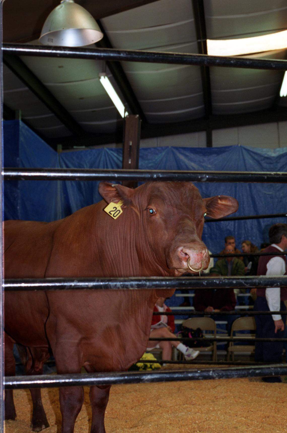  Bidders from as far away as the Virgin Islands and Ecuador attended the 1996 auction of rare Senepol cattle from St. Croix at Stamey Farms in western Iredell County NC.