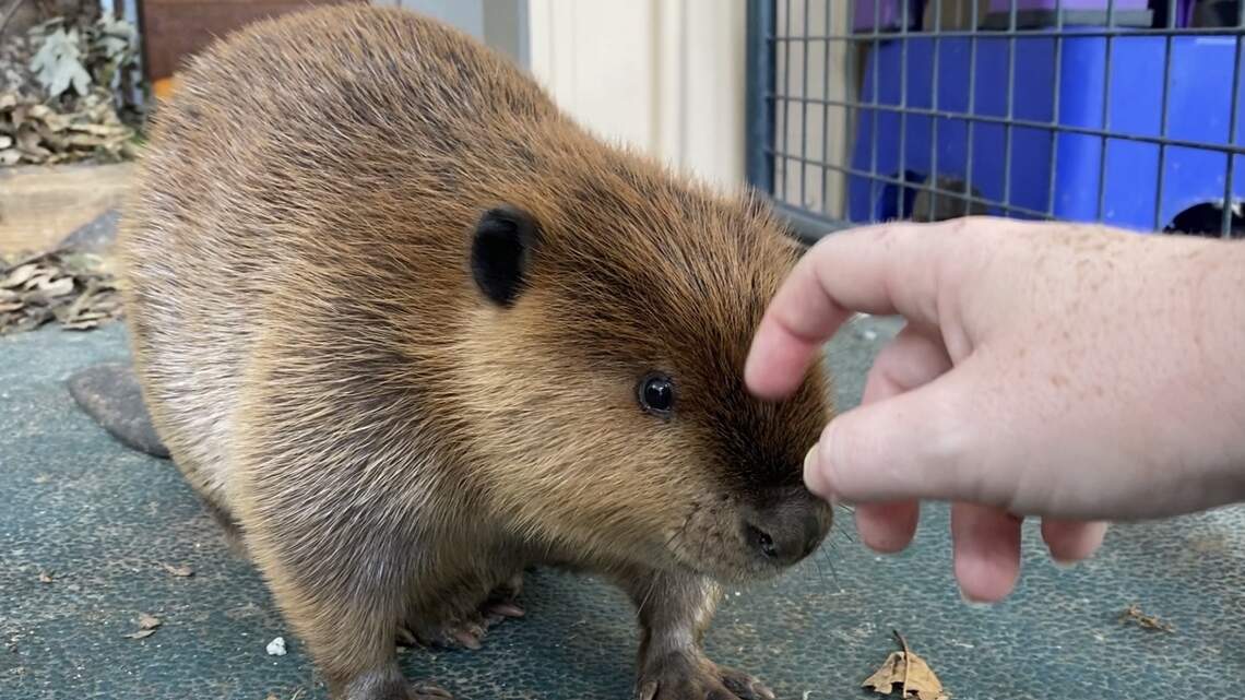 Spring tornadoes, Charlotte’s dying tree canopy and COVID = 2,500 wild animals saved.