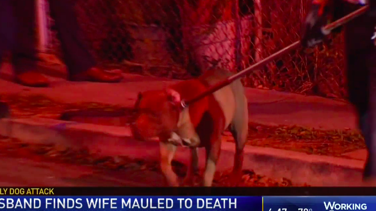 Animal workers corral Kaine into a truck. He was later euthanized.