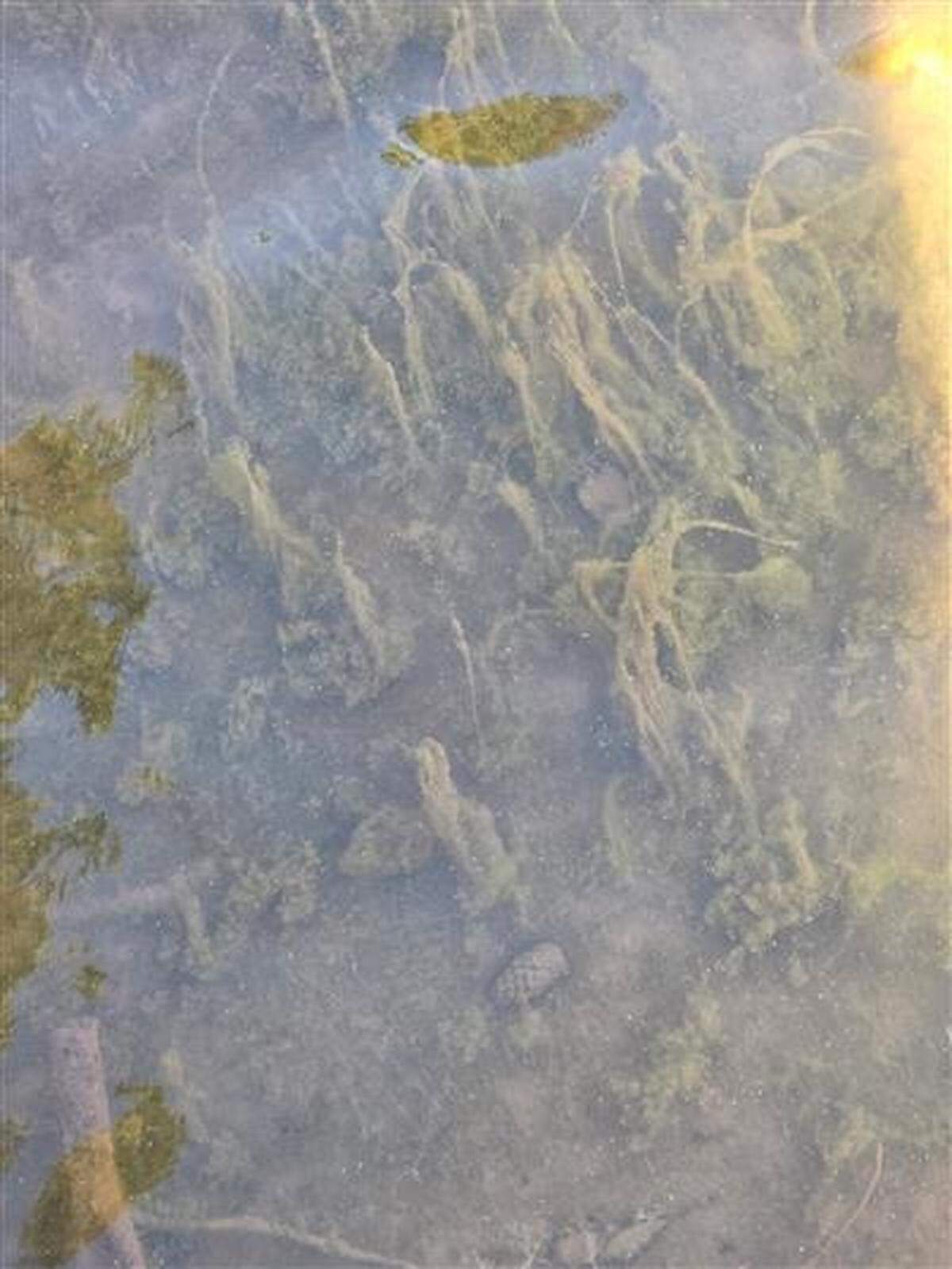 Aquatic growth in Lake Norman that a state official identified as potentially toxic lyngbya algae is actually 13 acres of nontoxic native green algae, spikerush and eelgrass, a Duke Energy spokesperson said.