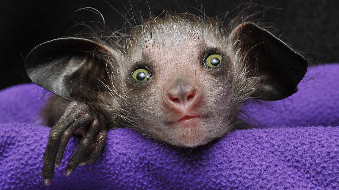 A rare ‘creature of the night’ born in North Carolina is one of only 25 in the U.S.