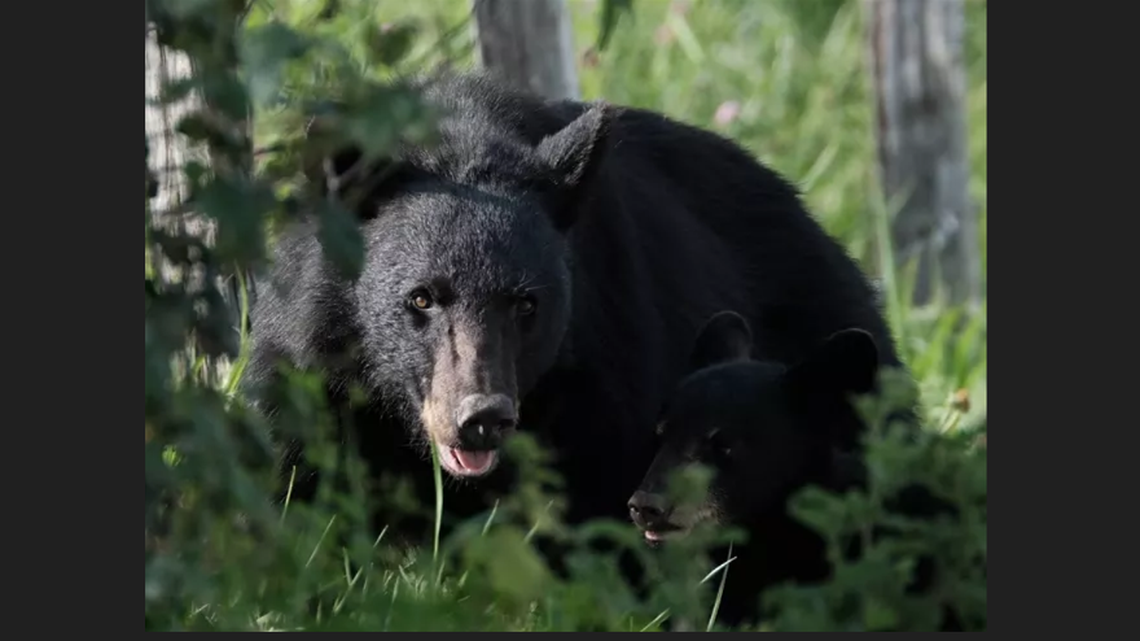 6 bears killed within 2 weeks as home break-ins rise in one NC county, state says
