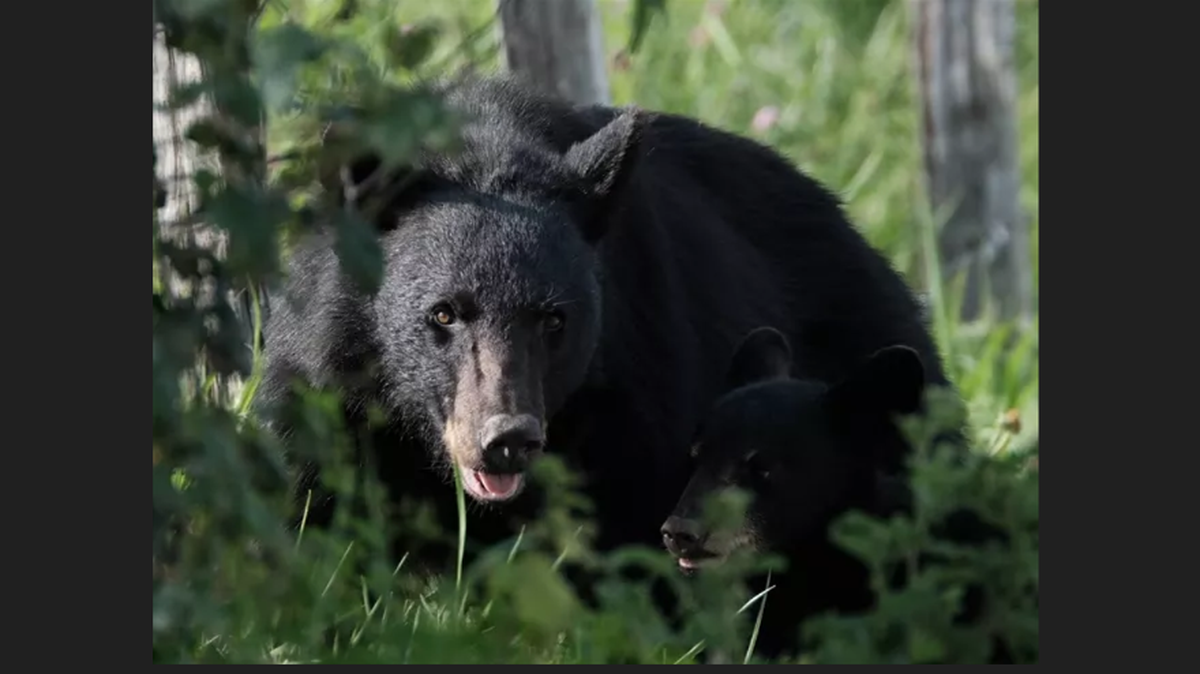 Buncombe County in western North Carolina has a worsening problem of black bears breaking into homes in search of food, the N.C. Wildlife Resources Commission says. This is not one of the bears suspected in a break-in. 