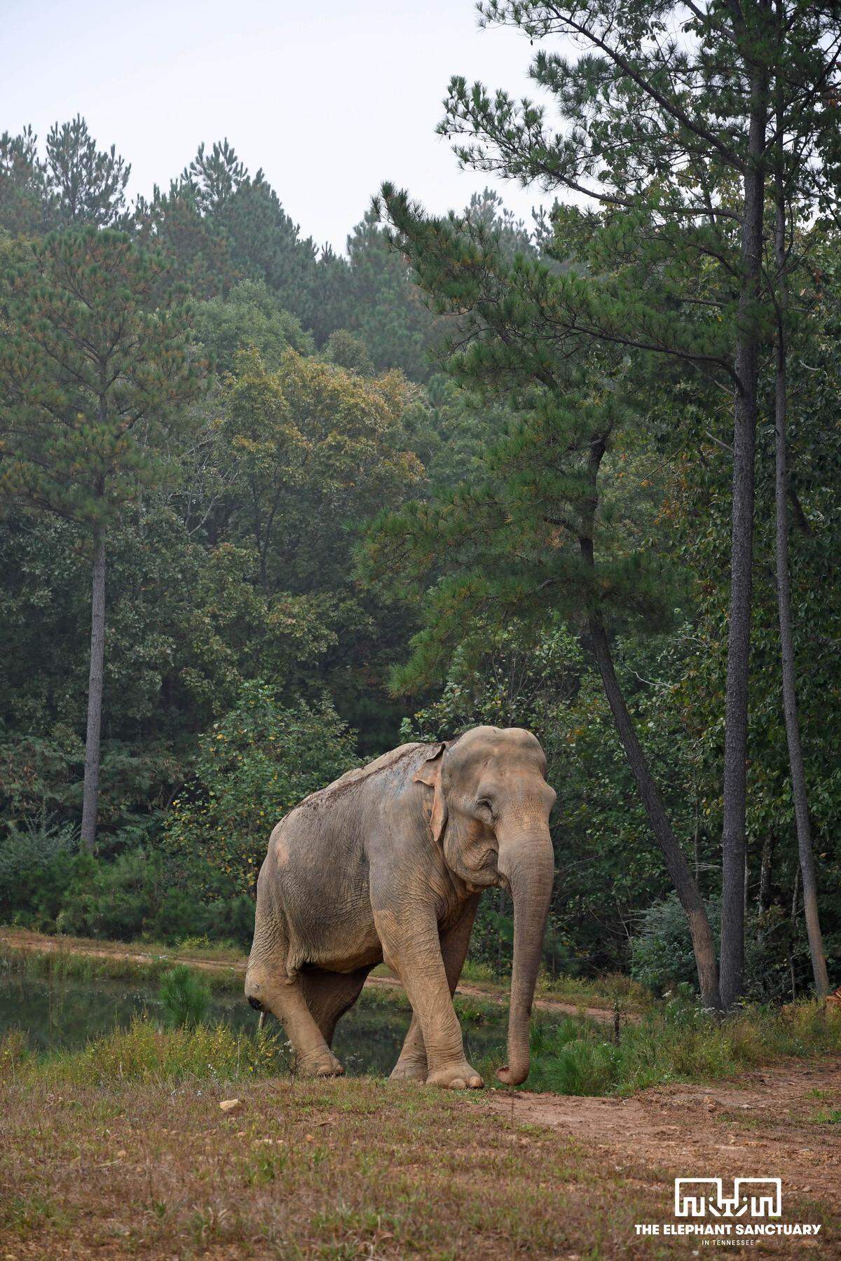 Shirley the elephant hangs out near a pond at the Elephant Sanctuary in Hohenwald, Tennessee.