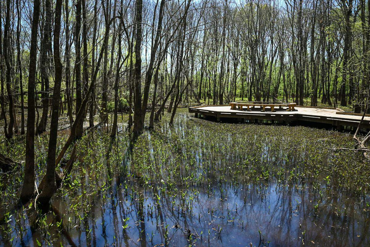 This marshy area along the greenway looks harmless most of the time ... but the water can overwhelm the greenway trail during and after a good storm.