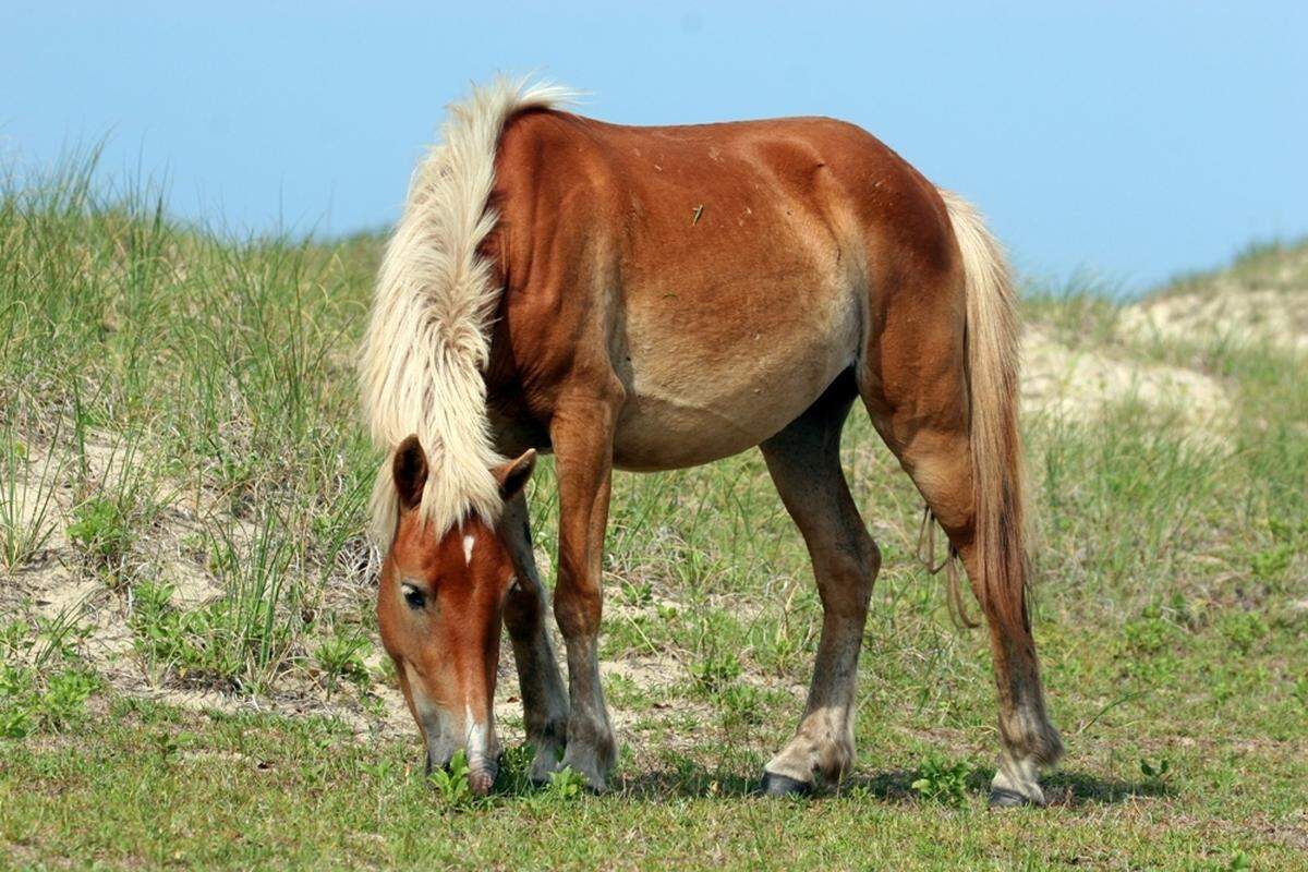 Fatalities are rising among the wild horses that roam the Shackleford Banks off North Carolina and the trend could continue, researchers say.