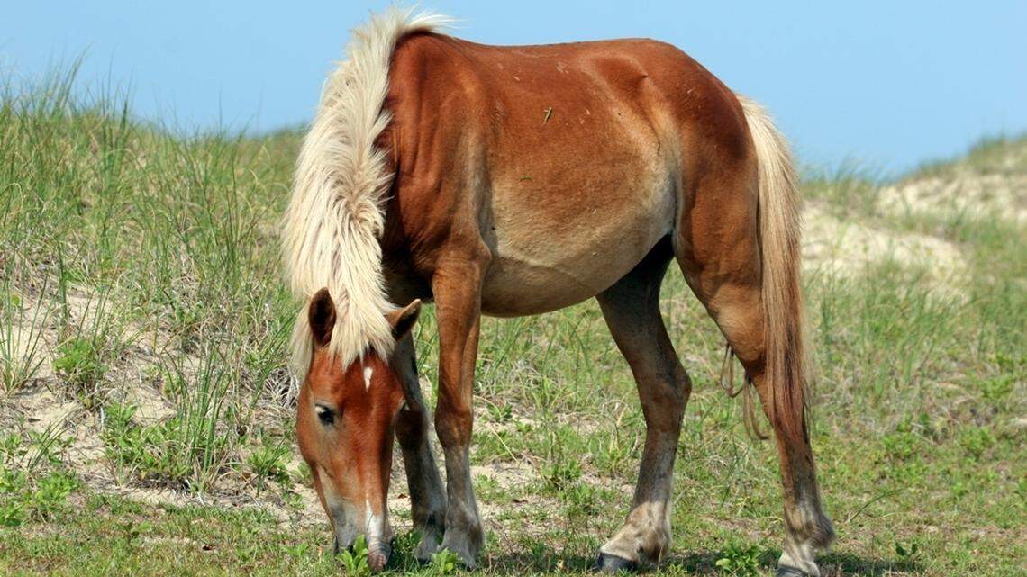 Jump in wild horse deaths on remote NC island linked to food shortage, study says