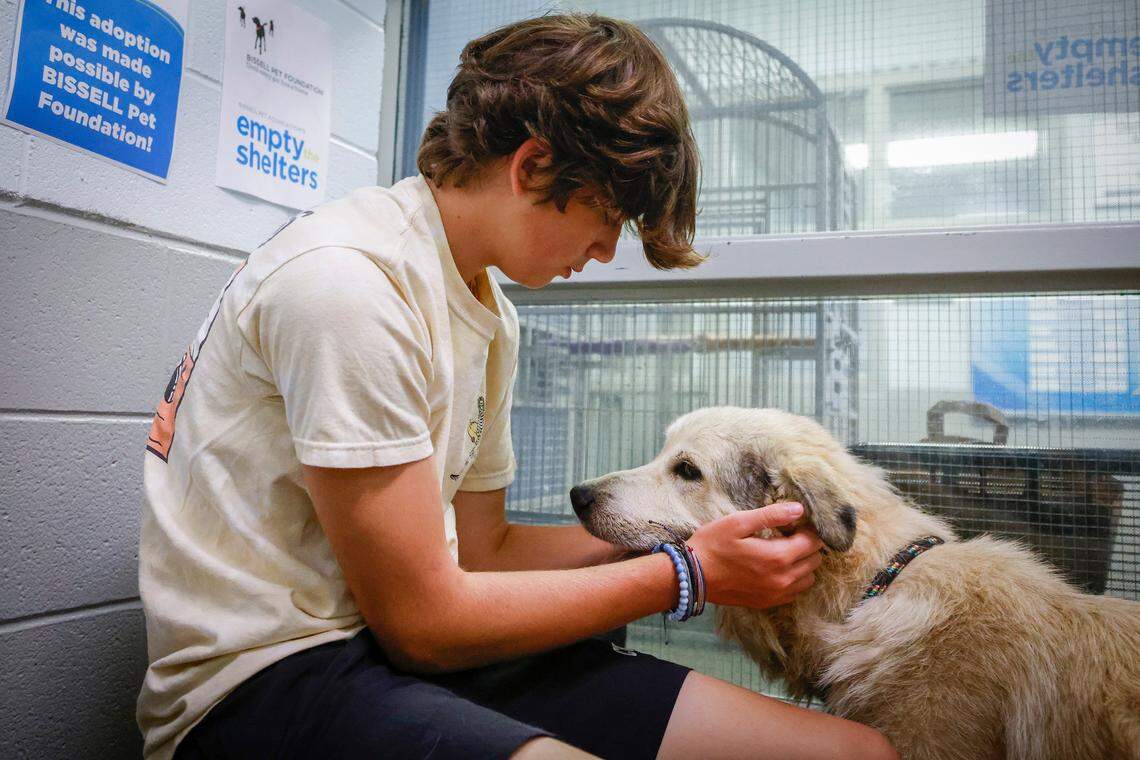 Carson Zalizniak, 14, of Wahxaw, N.C., pets Opie in a meet and greet room at the CMPD Animal Care and Control shelter in Charlotte, N.C., Friday, July 22, 2022. The Zalizniak family decided to foster Opie which will help create kennel space at the shelter.