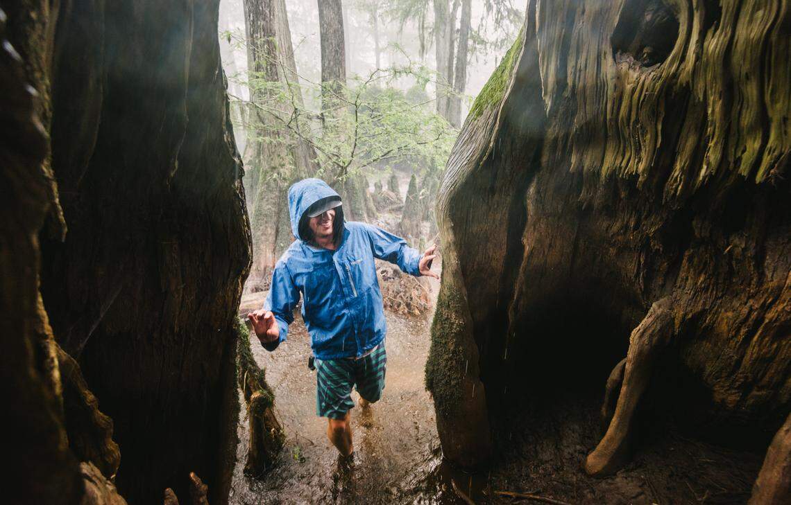 Staffer Zach West of the N.C. Nature Conservancy examines an ancient, hollow bald cypress in Three Sisters Swamp on the Black River in southeastern North Carolina in this 2015 photo.