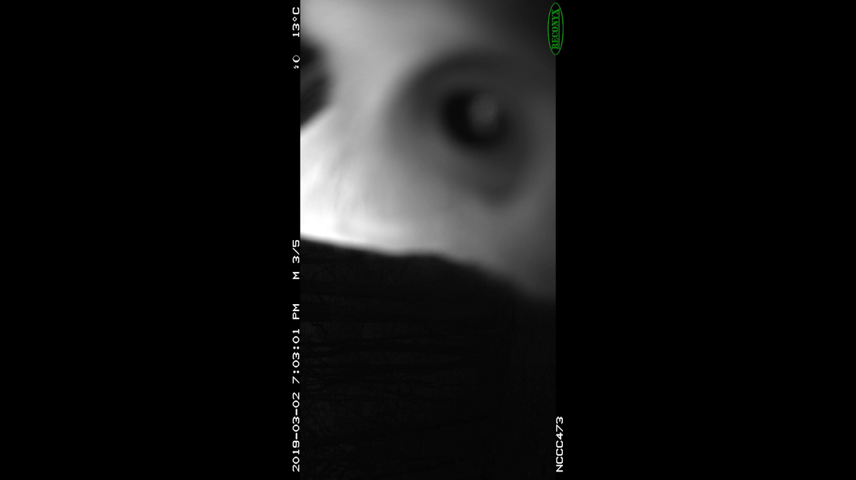 This is the NC Candid Critters photo rotated vertically. What does it look like to you?